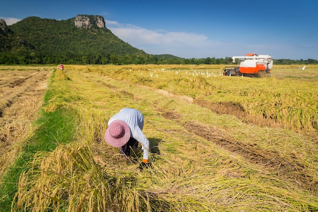 freepicdownloader.com farmer harvesting by combine harvester normal